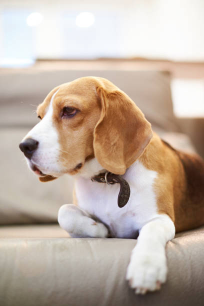 istock Close up of beagle laying on sofa 908039184