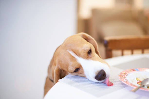 Beagle dog eating food after people from table close up