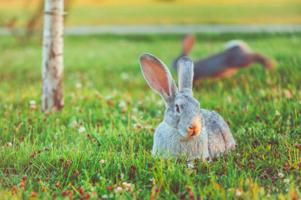 A rabbit in nature