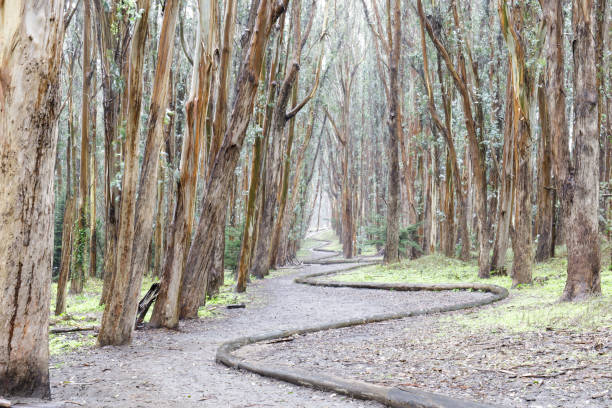 The Presidio, San Francisco, California, USA.