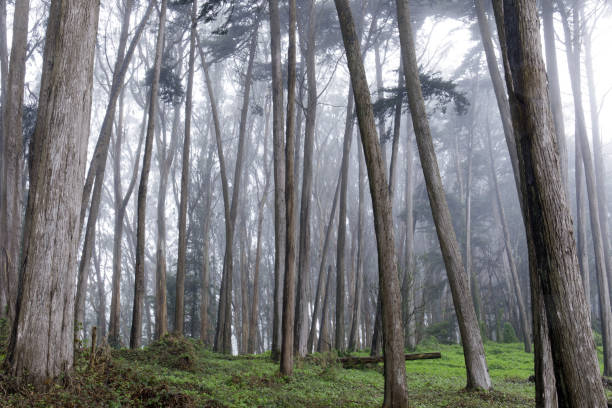 istock Monterey Cypress Forest In The Fog 908041412