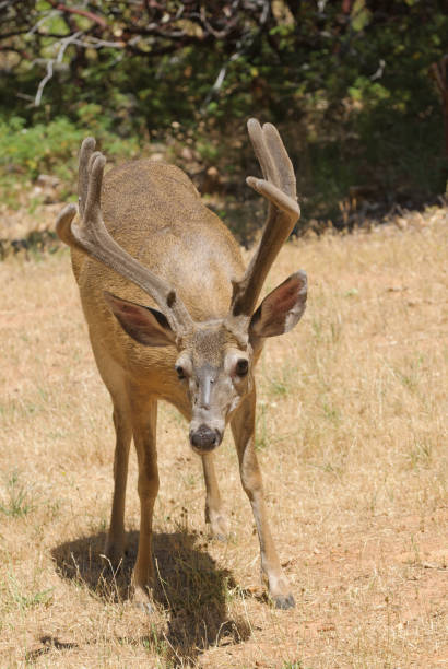 istock Californian Black-tailed buck 908043222