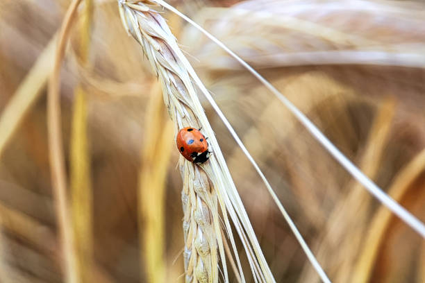 istock Closeup of a ladybug on a golden barley head 908043234
