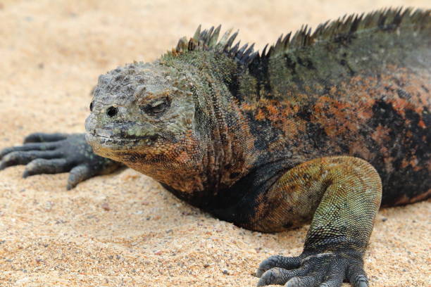 istock marine iguana in the beach 908044054