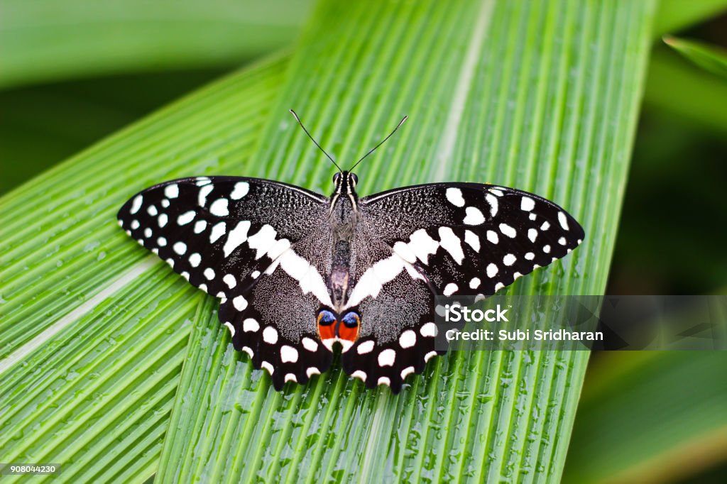 Butterfly Butterfly on a green leaf Black Swallowtail Butterfly Stock Photo