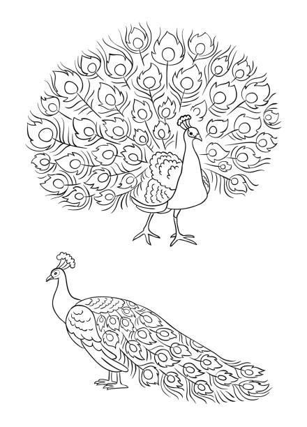 Simple Peacock Cartoons Illustrations, Royalty-Free Vector Graphics & Clip  Art - iStock