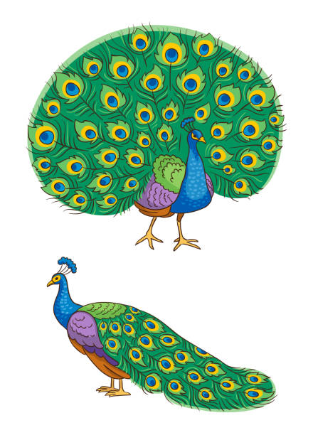 Bright peacock - vector illustration vector art illustration