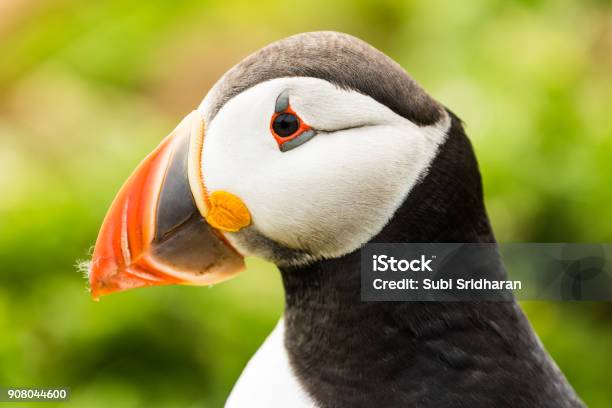 Puffin Head Shot Stock Photo - Download Image Now - Beak, Bird, Horizontal