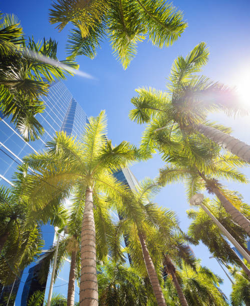 istock Miami Brickell financial district palm tree tops and sunlight with office building 908044758