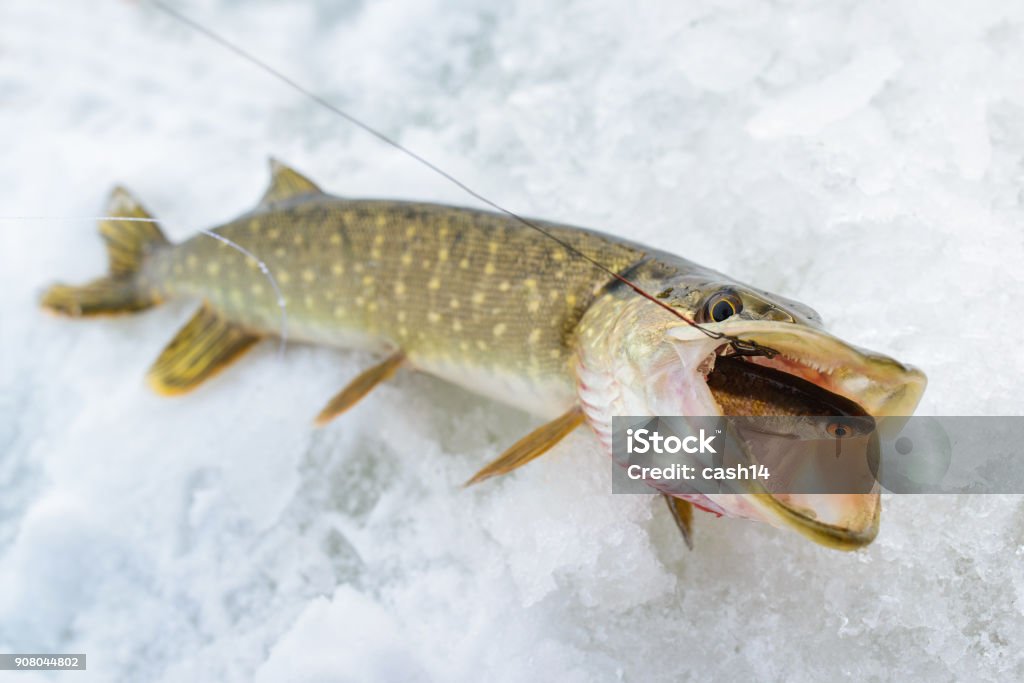 Just Caught Pike Swallow A Fish Ice Winter Fishing For Live Bait Stock  Photo - Download Image Now - iStock