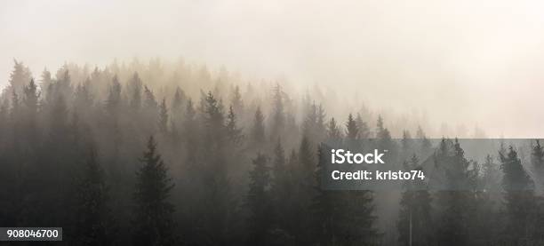 Pinete - Fotografie stock e altre immagini di Nebbia - Nebbia, Foresta, Albero