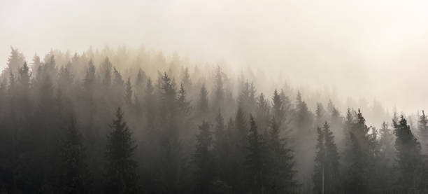 Pine Forests. stock photo