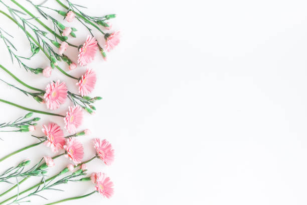 Pink flowers on white background. Flat lay, top view Flowers composition. Frame made of pink flowers on white background. Flat lay, top view, copy space white gerbera daisy stock pictures, royalty-free photos & images