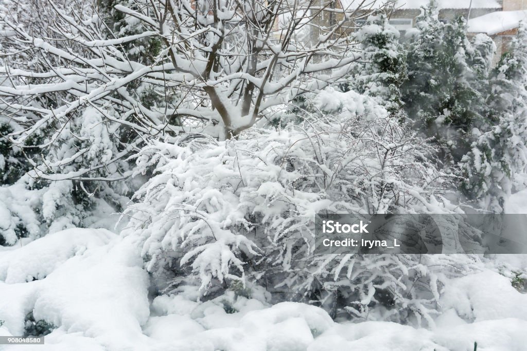 Winter, snowfall in the garden. Snow-covered garden, frosty weather. Atmosphere Stock Photo