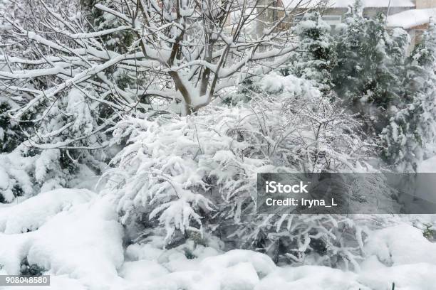 Winter Snowfall In The Garden Snowcovered Garden Frosty Weather Stock Photo - Download Image Now