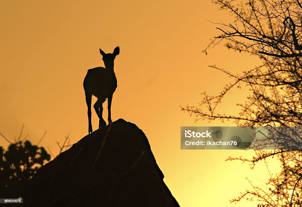Sonnenuntergang im Krüger Nationalpark - Lizenzfrei Afrika Stock-Foto