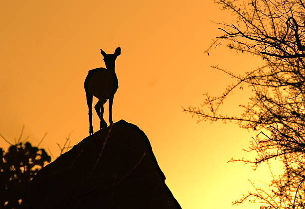 sonnenuntergang im krüger nationalpark - kruger national park sunrise south africa africa stock-fotos und bilder