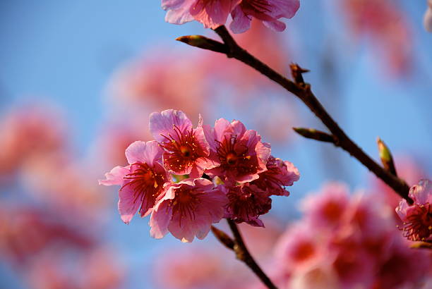 kirschblüten - cherry blossom blossom single flower isolated imagens e fotografias de stock