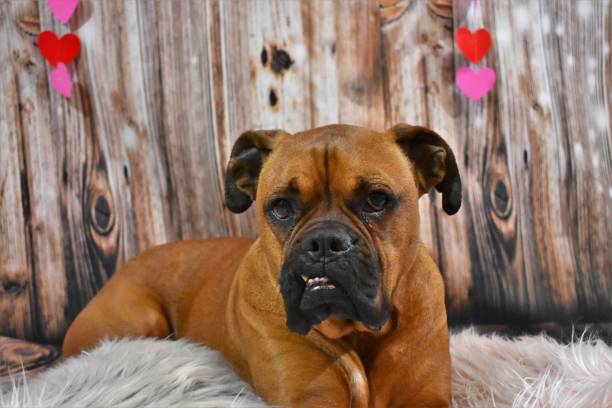istock Boxer Breed Dog Valentine's Day Portrait 908049394