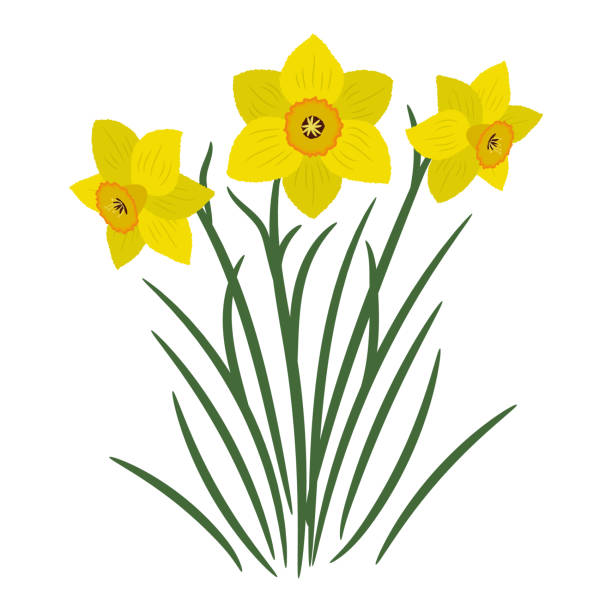 ilustrações, clipart, desenhos animados e ícones de buquê de narcisos amarelos num fundo branco - leaf flower head bouquet daffodil