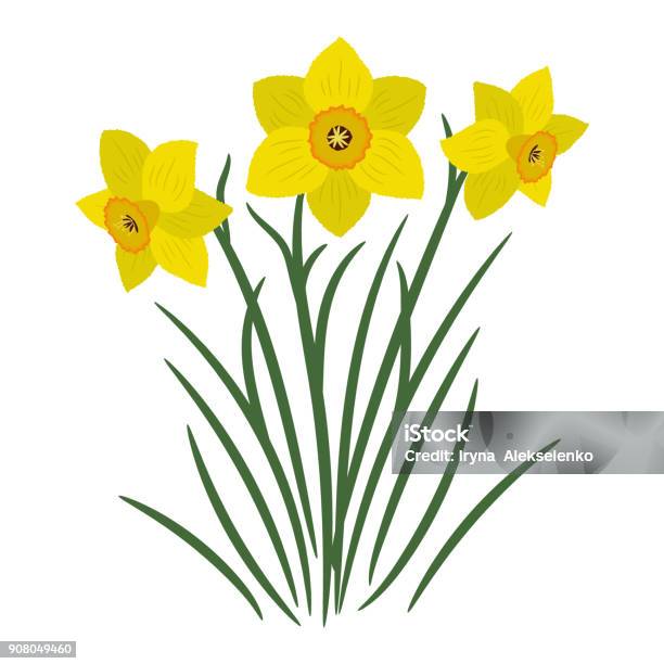Bouquet Of Yellow Daffodils On A White Background Stock Illustration - Download Image Now - Daffodil, Backgrounds, Blossom