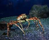 meer-krabben.jpg?b=1&s=170x170&k=20&c=4vPmmtCQudkPDClOCIODzKQTY7elWZLleYb_KCeMVRI=