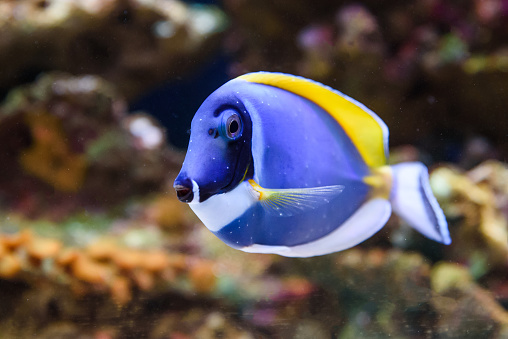 Powder blue tang