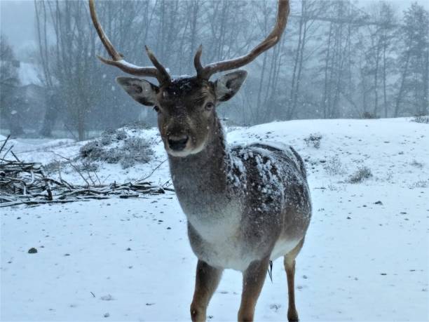 istock Fallow deer interested in camera on snowy day 908052024