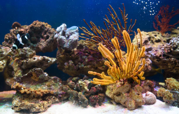 istock Tropical fishes swimming between corals 908052134