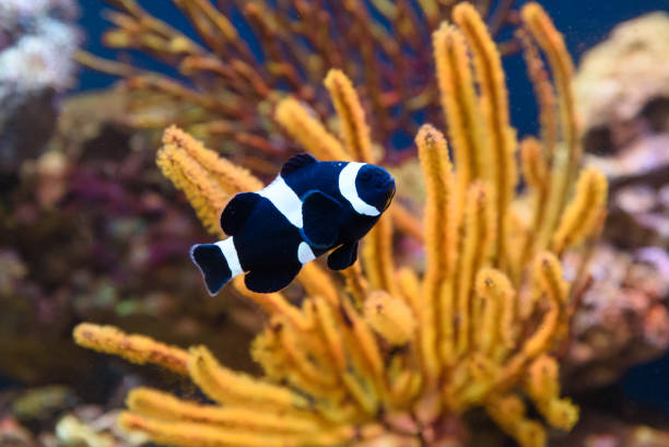 peixes tropicais nadando entre corais - beauty in nature coral angelfish fish - fotografias e filmes do acervo