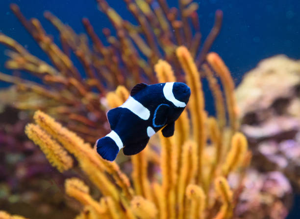 peces tropicales de corales - beauty in nature coral angelfish fish fotografías e imágenes de stock