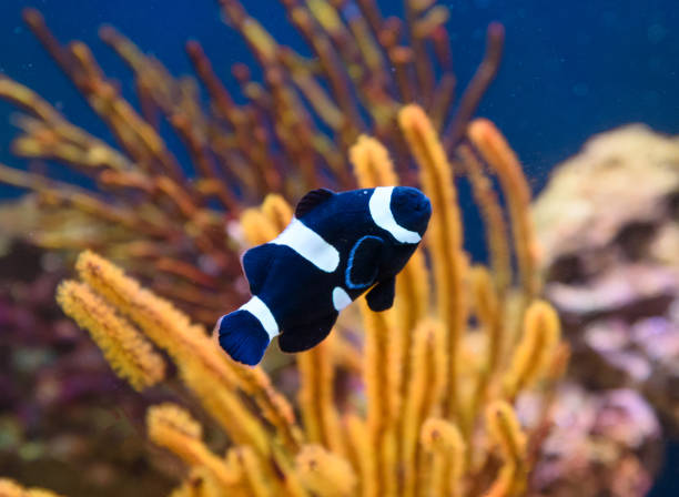 peixes tropicais nadando entre corais - beauty in nature coral angelfish fish - fotografias e filmes do acervo