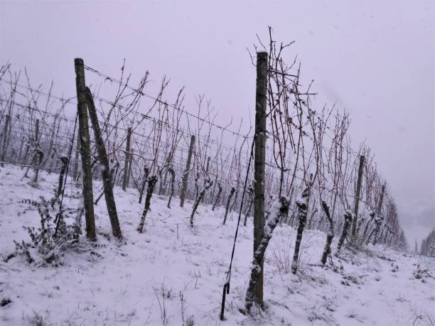 istock Snow covered vineyard in the winter 908054560