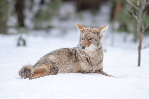 istock Wild Coyote Lying in Snow 908055382
