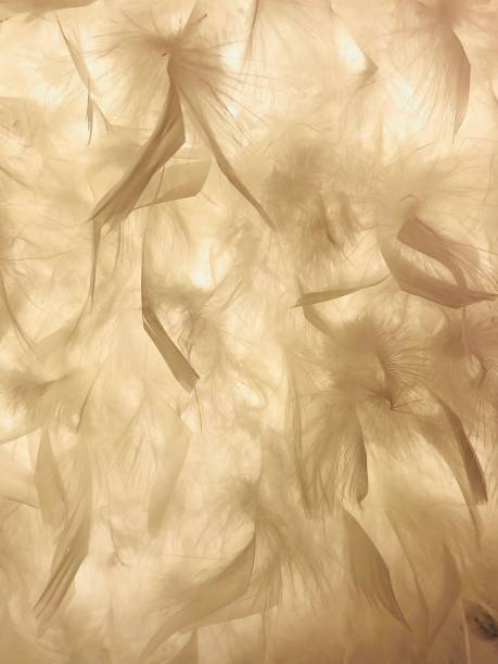 abstrakt gefiederten beige hintergrund - feather boa feather isolated red stock-fotos und bilder