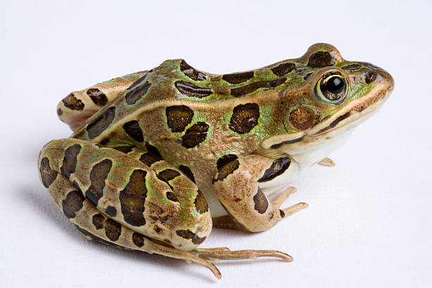 Side view of a green and brown leopard frog on a white back