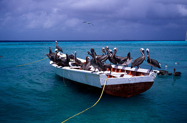 pelican boat stock photo