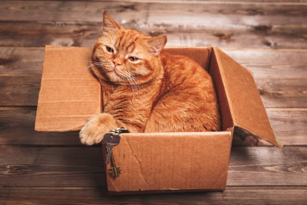 Ginger cat lies in box on wooden background in a new apartment. Ginger pet is doing to sleep there. Keys to new home stock photo