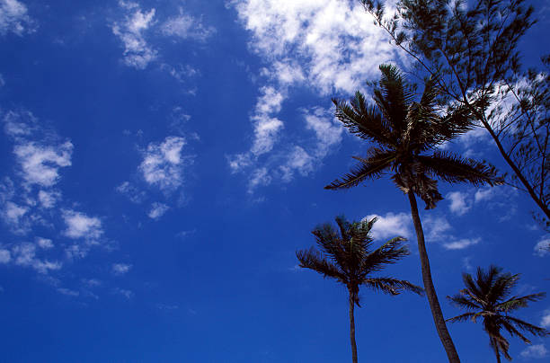 palm tree stock photo