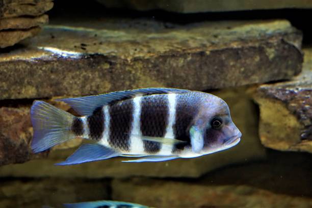 black and white cyphotilapia fish swimming - cyphotilapia frontosa imagens e fotografias de stock