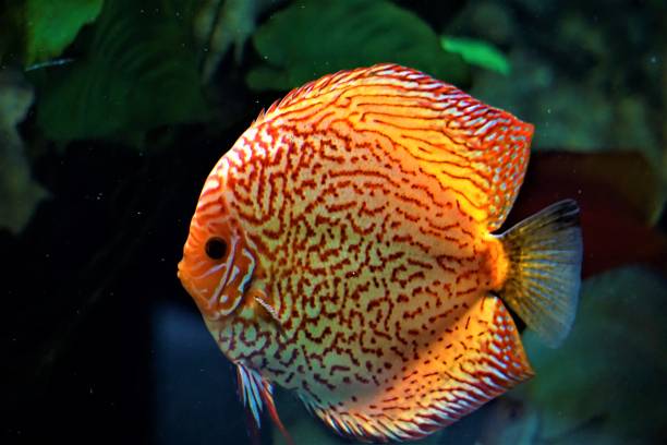 istock Discus fish swimming in an aquarium 908062836