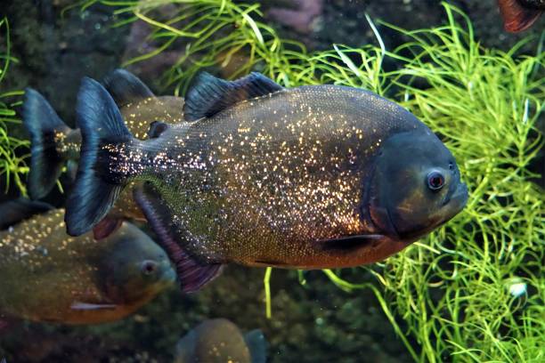 istock Piranha swimming in an aquarium 908062842
