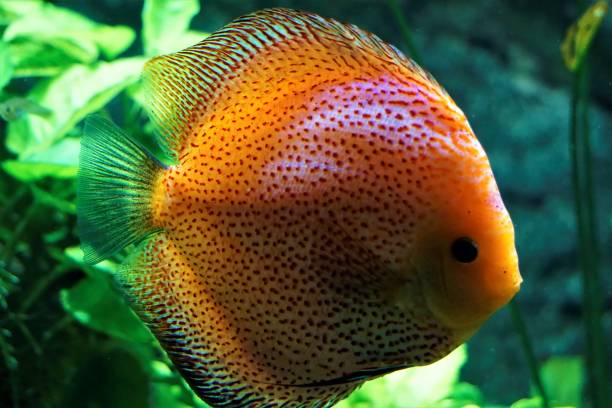 Discus fish swimming Discus fish swimming red pigeon blood discus stock pictures, royalty-free photos & images