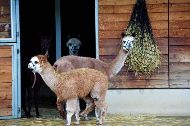istock Alpaca family in front of stall 908062924