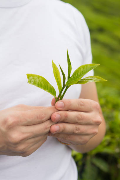 istock hands holding fresh tea leaves on tea plantation 908063198
