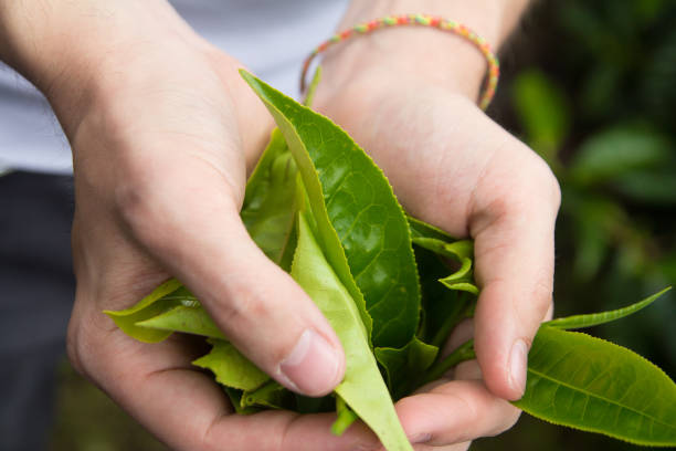 istock hands holding fresh tea leaves on tea plantation 908063320