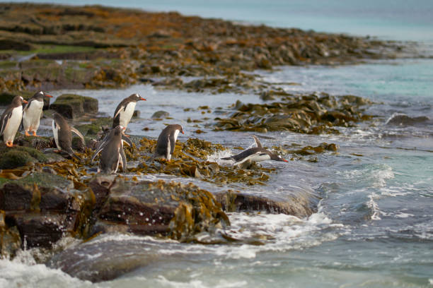 istock Gentoo Penguins heading to sea 908065762