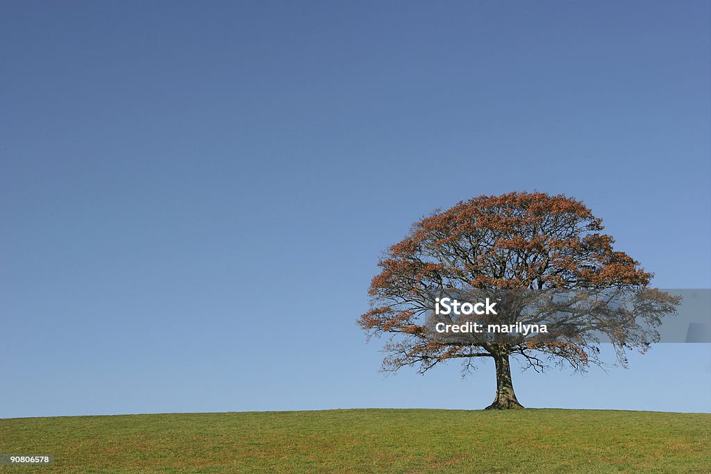 Il quercia In autunno - Foto stock royalty-free di Agricoltura