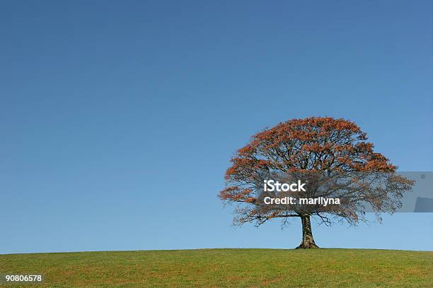 O Oak No Outono - Fotografias de stock e mais imagens de Agricultura - Agricultura, Animal em via de extinção, Antigo