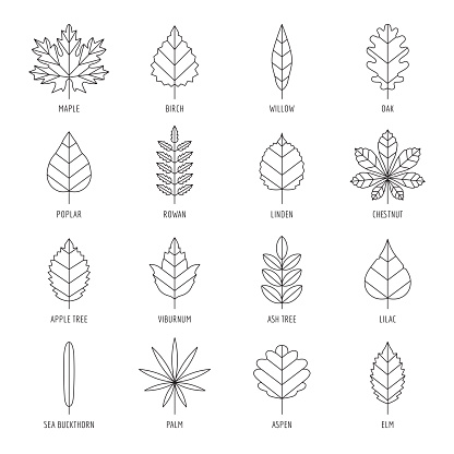 Leaves types with names outline design, vector icon set.